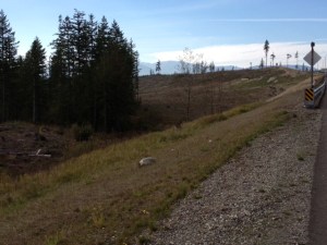 ClearCutWashingtonForest