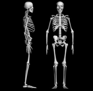 skeleton00000120copy