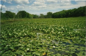 brickpondFromLindaPflum