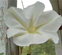 Moonflower