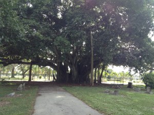 BanyanTreeFortMyersCemetery