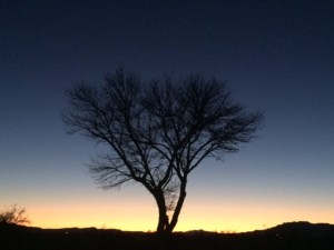 TucsonTreeSunset